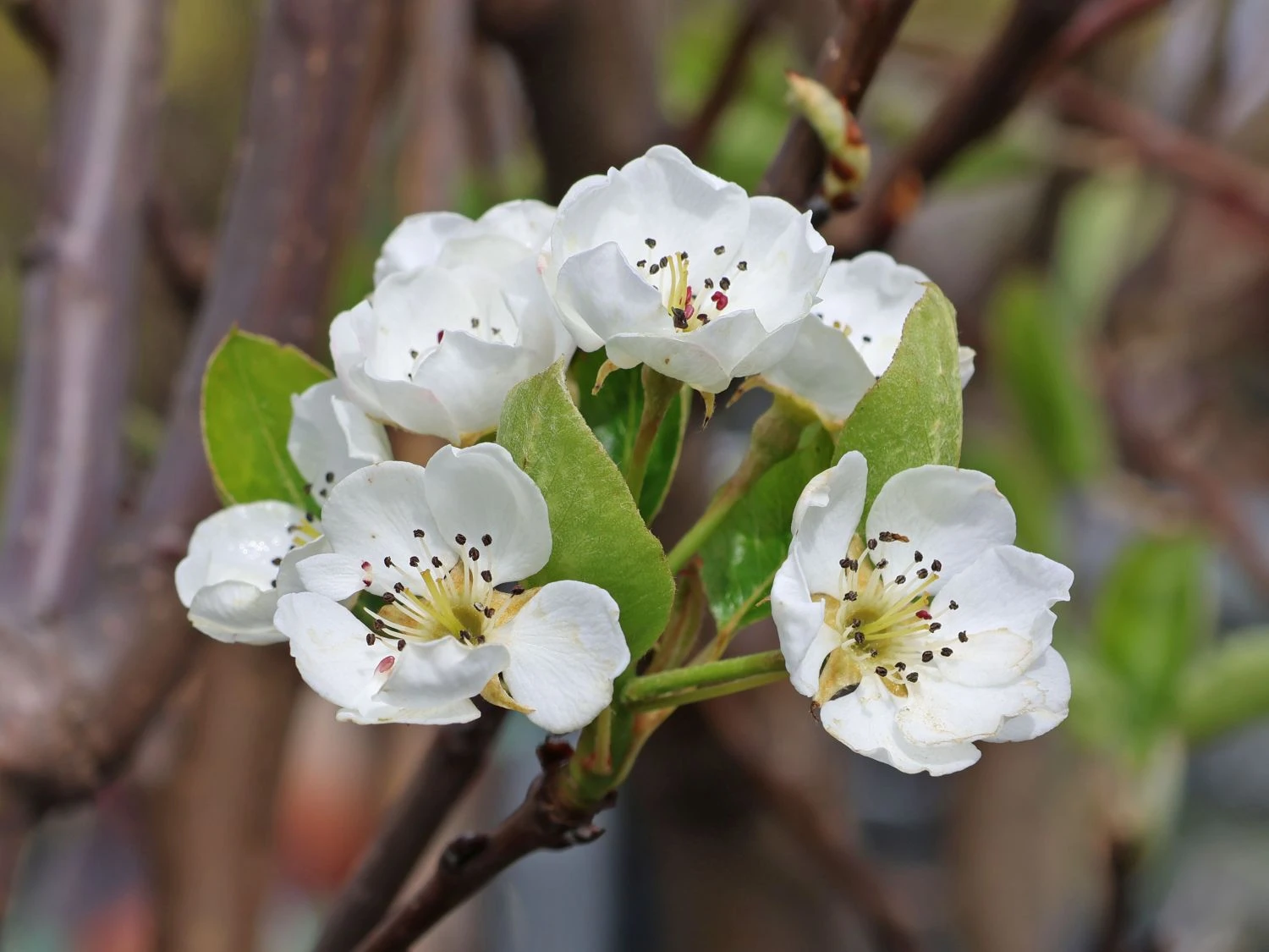 Herbstbirne 'Gellerts Butterbirne', 'Beurré Hardy' 5 Herbstbirne 'Gellerts Butterbirne', 'Beurré Hardy' – Bild 5