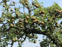 Herbstbirne 'Wilde Eierbirne' Mittel