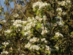 Herbstbirne / Winterbirne 'Alexander Lucas' -Deutschland Garten Funk Verkaufs-Shop herbstbirne winterbirne alexander lucas m000526 w 0