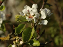 Herbstbirne / Winterbirne 'Alexander Lucas' -Deutschland Garten Funk Verkaufs-Shop herbstbirne winterbirne alexander lucas m000526 w 1