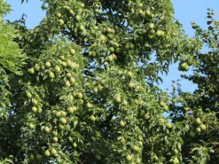 Herbstbirne / Winterbirne 'Alexander Lucas' -Deutschland Garten Funk Verkaufs-Shop herbstbirne winterbirne alexander lucas m000526 w 2