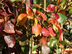 Herbstbirne / Winterbirne 'Alexander Lucas' -Deutschland Garten Funk Verkaufs-Shop herbstbirne winterbirne alexander lucas m000526 w 3