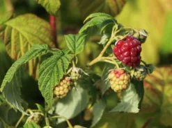 Himbeere 'Autumn Bliss' / 'Blissy' ® -Deutschland Garten Funk Verkaufs-Shop himbeere autumn bliss blissy m002294 w 0 1