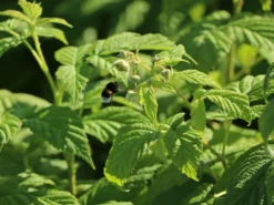 Himbeere 'Autumn Bliss' / 'Blissy' ® -Deutschland Garten Funk Verkaufs-Shop himbeere autumn bliss blissy m002294 w 1 1