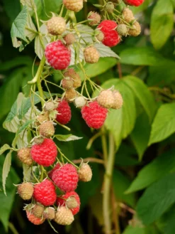 Himbeere 'Autumn Bliss' / 'Blissy' ® -Deutschland Garten Funk Verkaufs-Shop himbeere autumn bliss blissy m002294 w 1