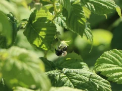 Himbeere 'Autumn Bliss' / 'Blissy' ® -Deutschland Garten Funk Verkaufs-Shop himbeere autumn bliss blissy m002294 w 2