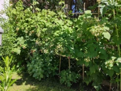 Himbeere 'Glen Coe' -Deutschland Garten Funk Verkaufs-Shop himbeere glen coe m071685 1031558 0