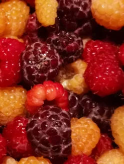 Himbeere 'Glen Coe' -Deutschland Garten Funk Verkaufs-Shop himbeere glen coe m071685 1289561 0