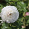 Historische Rose 'Boule De Neige'