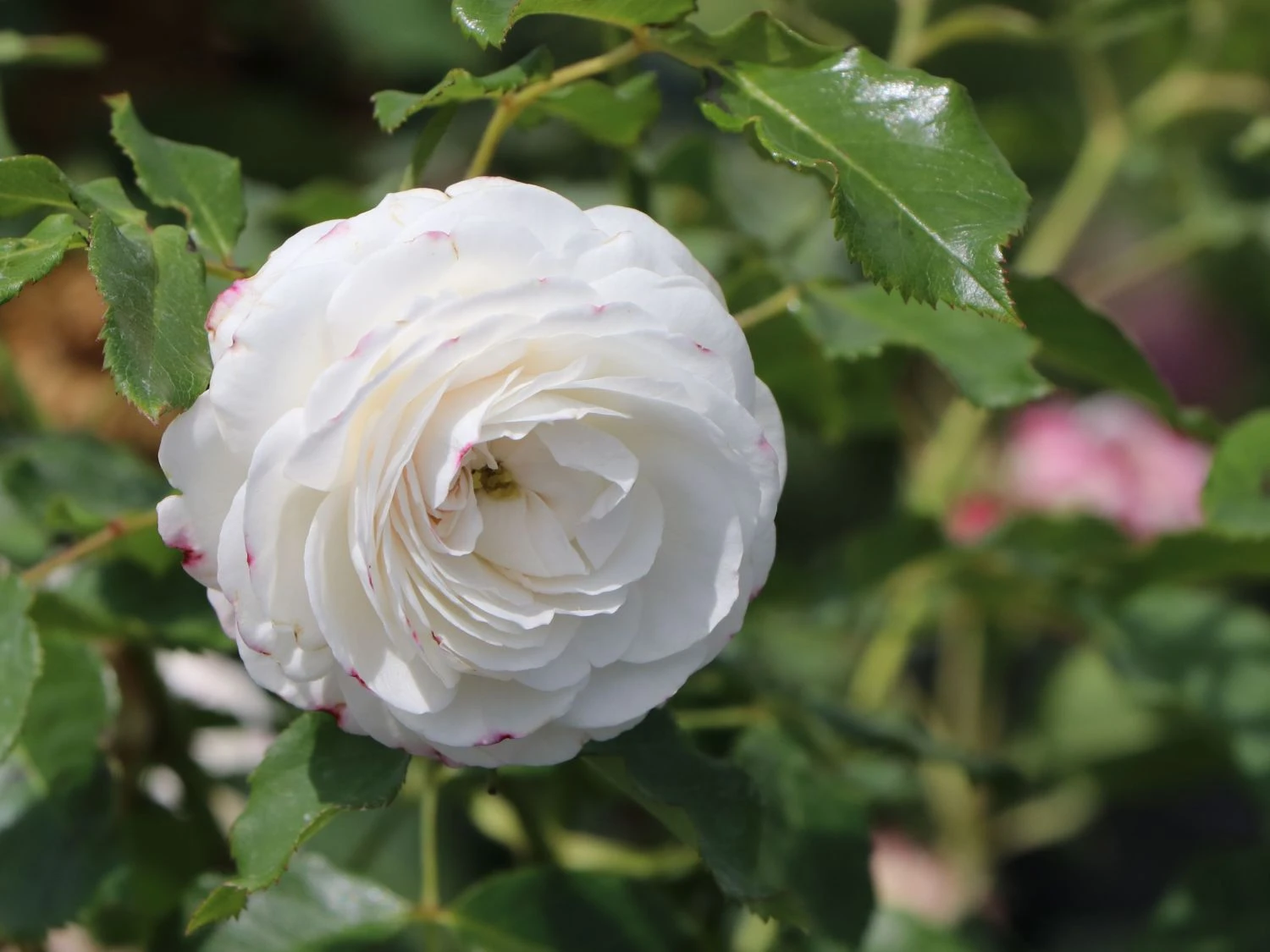 Historische Rose 'Boule De Neige' 1 Historische Rose 'Boule De Neige'