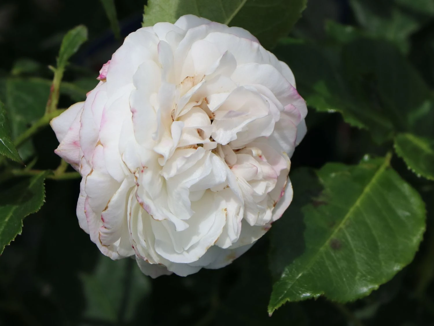 Historische Rose 'Boule De Neige' 3 Historische Rose 'Boule De Neige' – Bild 3