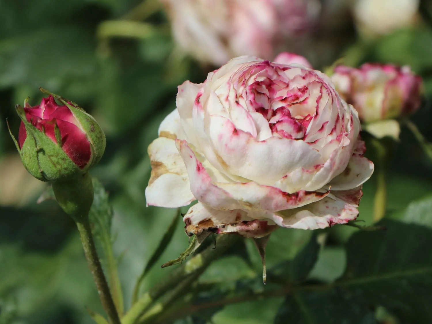 Historische Rose 'Boule De Neige' 8 Historische Rose 'Boule De Neige' – Bild 8