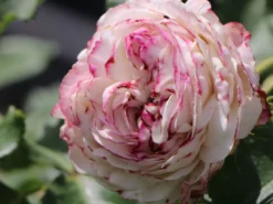 Historische Rose 'Boule De Neige' 12 Historische Rose 'Boule De Neige' -Deutschland Garten Funk Verkaufs-Shop historische rose boule de neige m002908 w 2