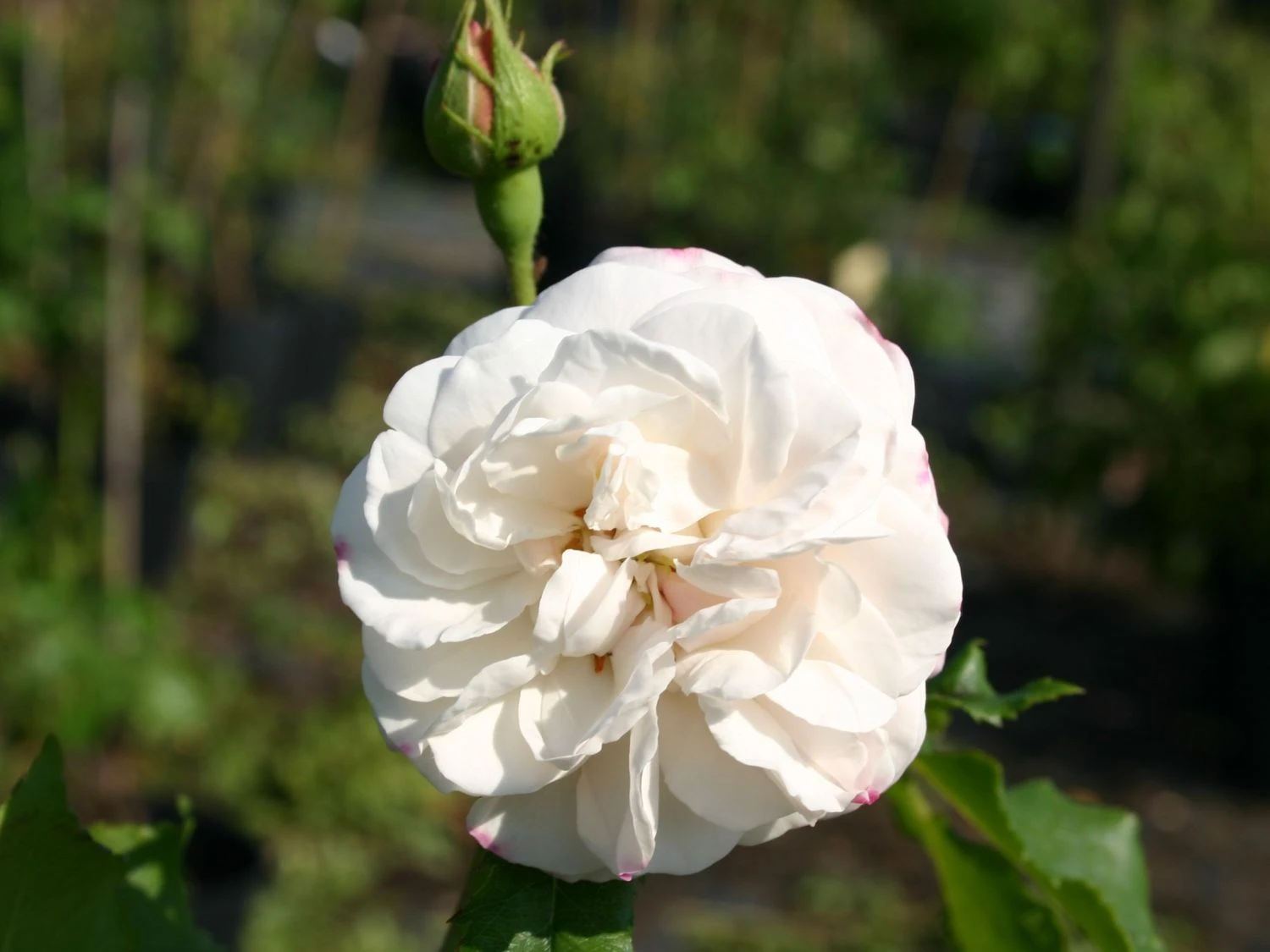 Historische Rose 'Boule De Neige' 6 Historische Rose 'Boule De Neige' – Bild 6