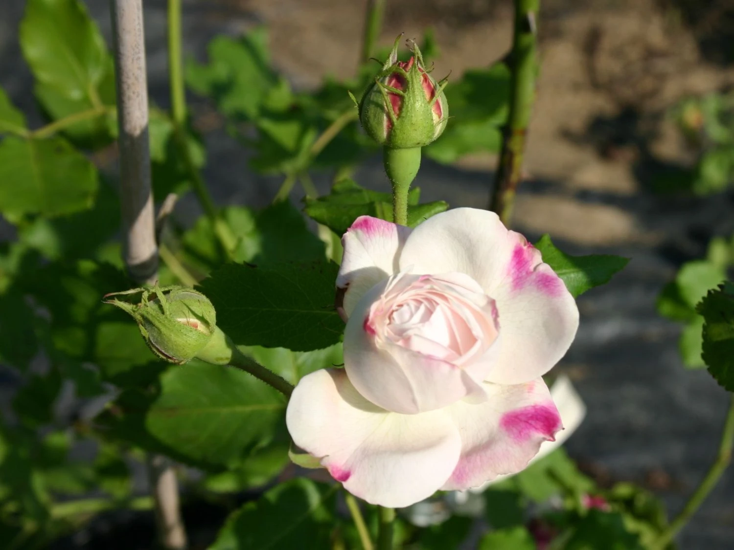 Historische Rose 'Boule De Neige' 2 Historische Rose 'Boule De Neige' – Bild 2