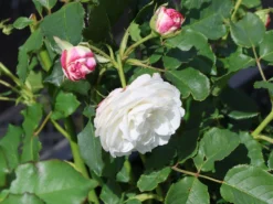 Historische Rose 'Boule De Neige' 15 Historische Rose 'Boule De Neige' -Deutschland Garten Funk Verkaufs-Shop historische rose boule de neige m002908 w 5