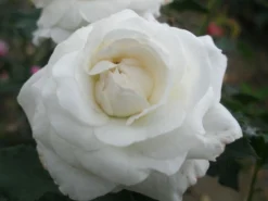 Historische Rose 'Boule De Neige' 13 Historische Rose 'Boule De Neige' -Deutschland Garten Funk Verkaufs-Shop historische rose boule de neige m002908 w 8