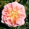Historische Rose 'Buff Beauty'