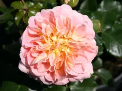 Historische Rose 'Buff Beauty'