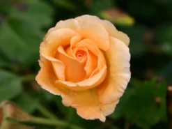Historische Rose 'Buff Beauty' -Deutschland Garten Funk Verkaufs-Shop historische rose buff beauty m002912 w 2