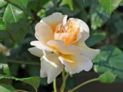 Historische Rose 'Buff Beauty' -Deutschland Garten Funk Verkaufs-Shop historische rose buff beauty m002912 w 3