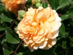 Historische Rose 'Buff Beauty' -Deutschland Garten Funk Verkaufs-Shop historische rose buff beauty m002912 w 5