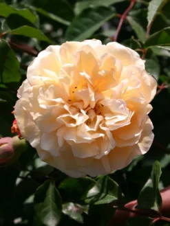 Historische Rose 'Buff Beauty' -Deutschland Garten Funk Verkaufs-Shop historische rose buff beauty m002912 w 6
