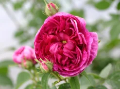 Historische Rose 'Charles De Mills'