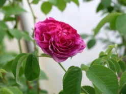 Historische Rose 'Charles De Mills' -Deutschland Garten Funk Verkaufs-Shop historische rose charles de mills m002928 w 1