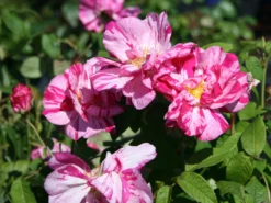 Historische Rose 'Versicolor' -Deutschland Garten Funk Verkaufs-Shop historische rose gallica versicolor m002784 w 1