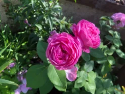 Historische Rose 'Louise Odier' 24 Historische Rose 'Louise Odier' -Deutschland Garten Funk Verkaufs-Shop historische rose louise odier m002638 1235074 0