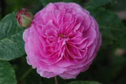 Historische Rose 'Louise Odier' 25 Historische Rose 'Louise Odier' -Deutschland Garten Funk Verkaufs-Shop historische rose louise odier m002638 490429 0