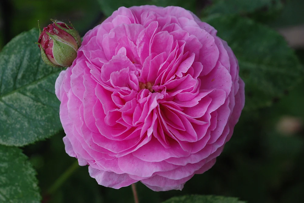 Historische Rose 'Louise Odier' 11 Historische Rose 'Louise Odier' – Bild 11