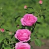 Historische Rose 'Louise Odier'