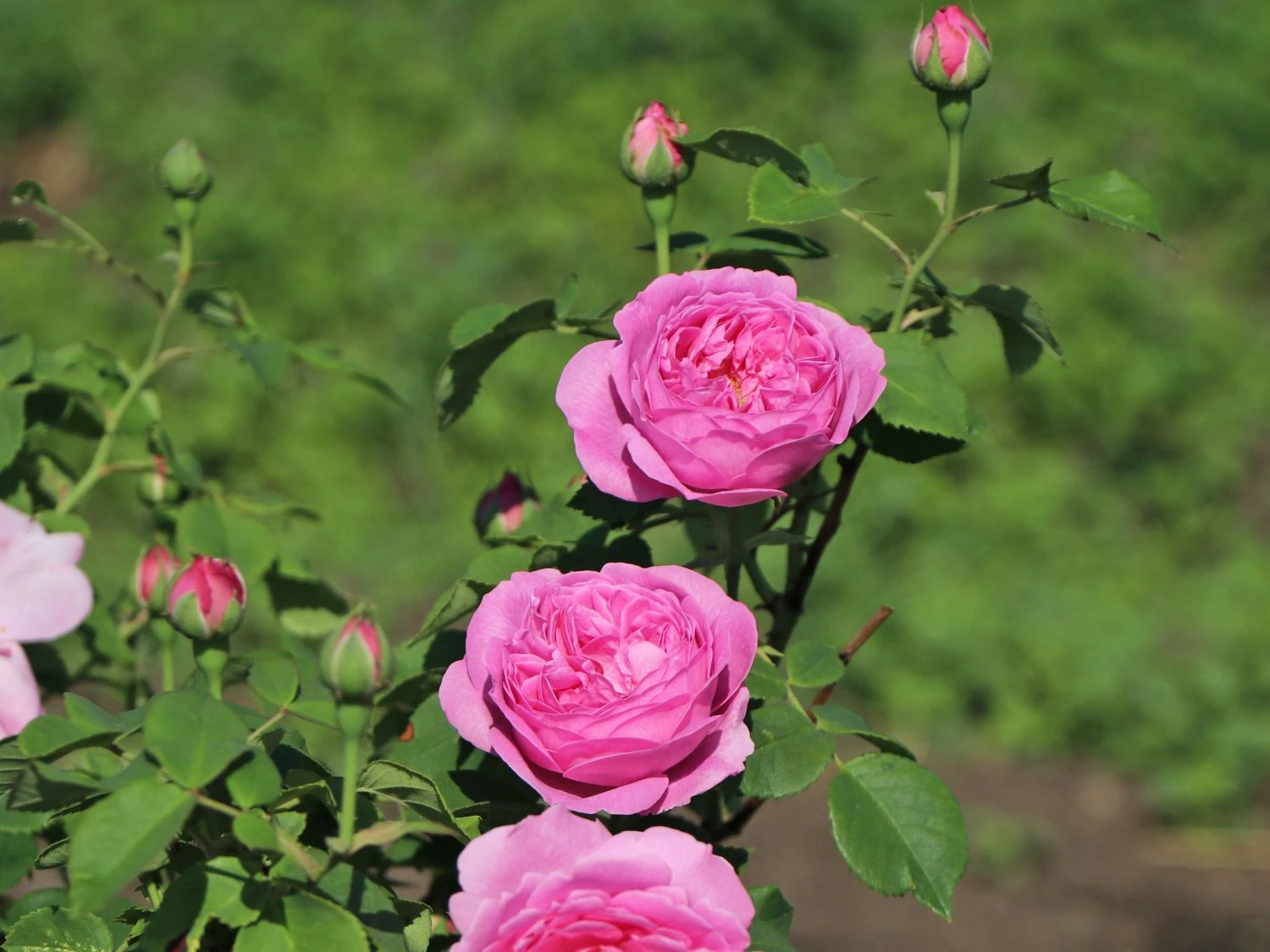 Historische Rose 'Louise Odier' 1 Historische Rose 'Louise Odier'