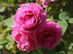 Historische Rose 'Louise Odier' 20 Historische Rose 'Louise Odier' -Deutschland Garten Funk Verkaufs-Shop historische rose louise odier m002638 w 0