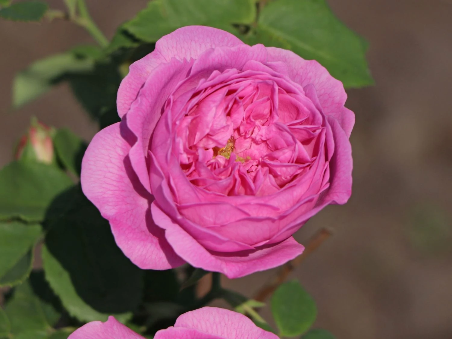 Historische Rose 'Louise Odier' 3 Historische Rose 'Louise Odier' – Bild 3