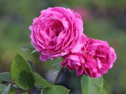 Historische Rose 'Louise Odier' 22 Historische Rose 'Louise Odier' -Deutschland Garten Funk Verkaufs-Shop historische rose louise odier m002638 w 2