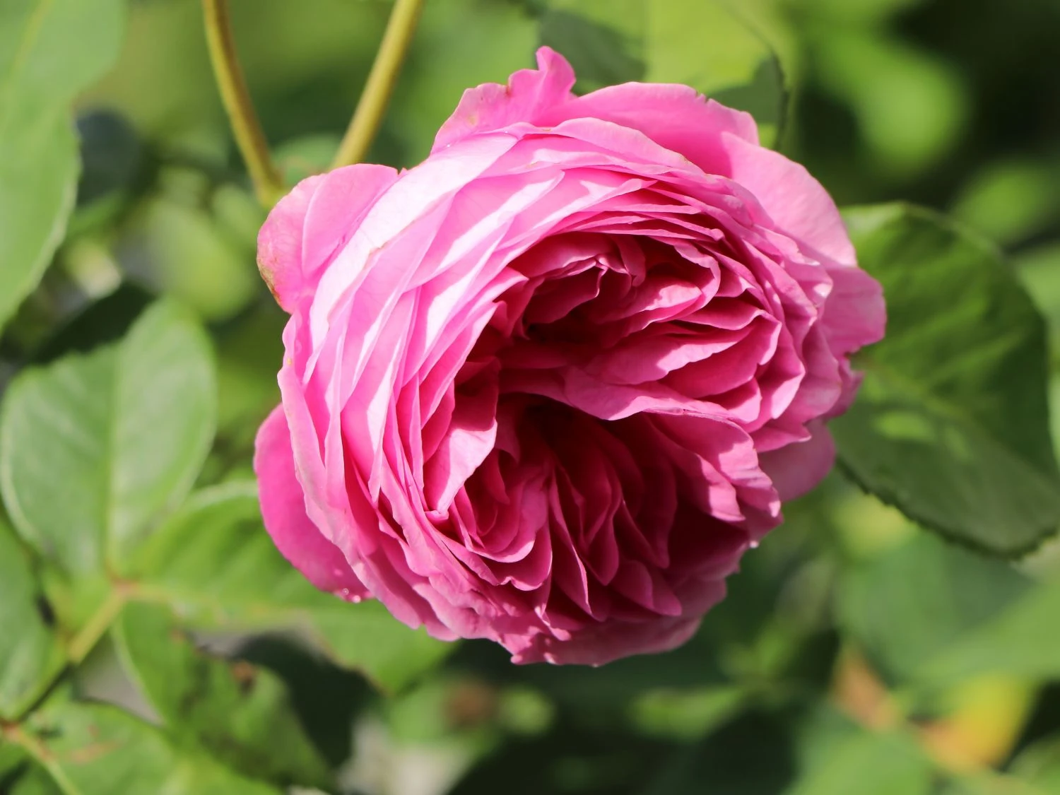 Historische Rose 'Louise Odier' 4 Historische Rose 'Louise Odier' – Bild 4