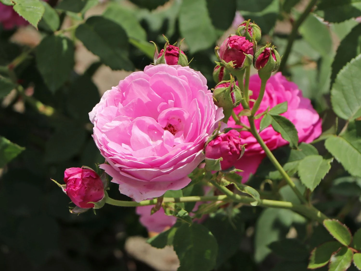 Historische Rose 'Louise Odier' 2 Historische Rose 'Louise Odier' – Bild 2