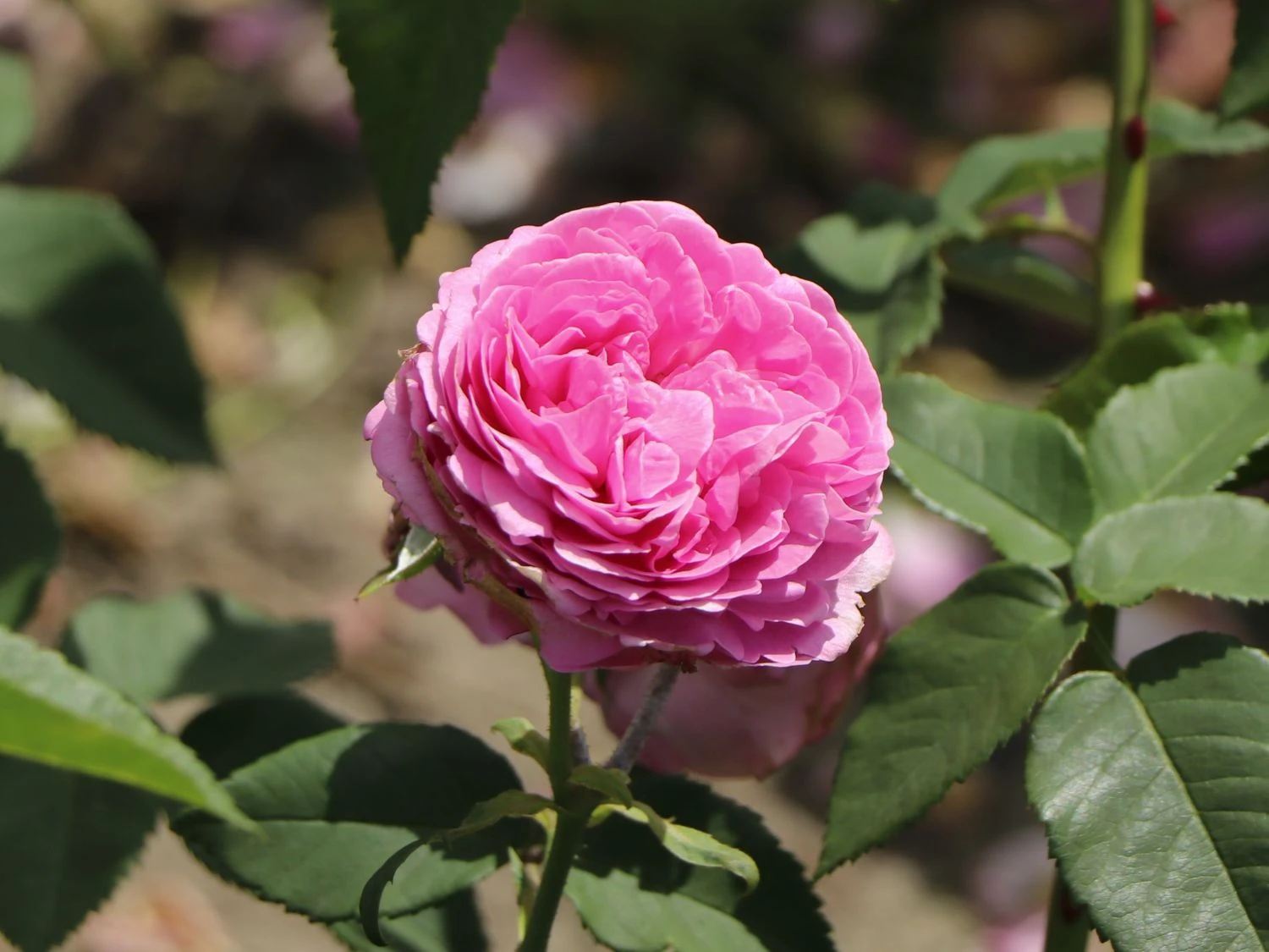 Historische Rose 'Louise Odier' 7 Historische Rose 'Louise Odier' – Bild 7