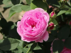 Historische Rose 'Louise Odier' 23 Historische Rose 'Louise Odier' -Deutschland Garten Funk Verkaufs-Shop historische rose louise odier m002638 w 6