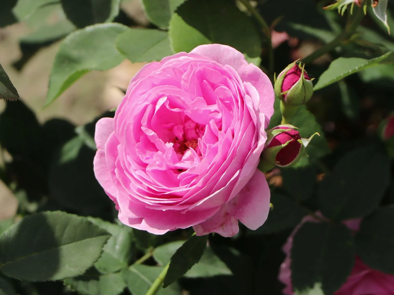 Historische Rose 'Louise Odier' 9 Historische Rose 'Louise Odier' – Bild 9