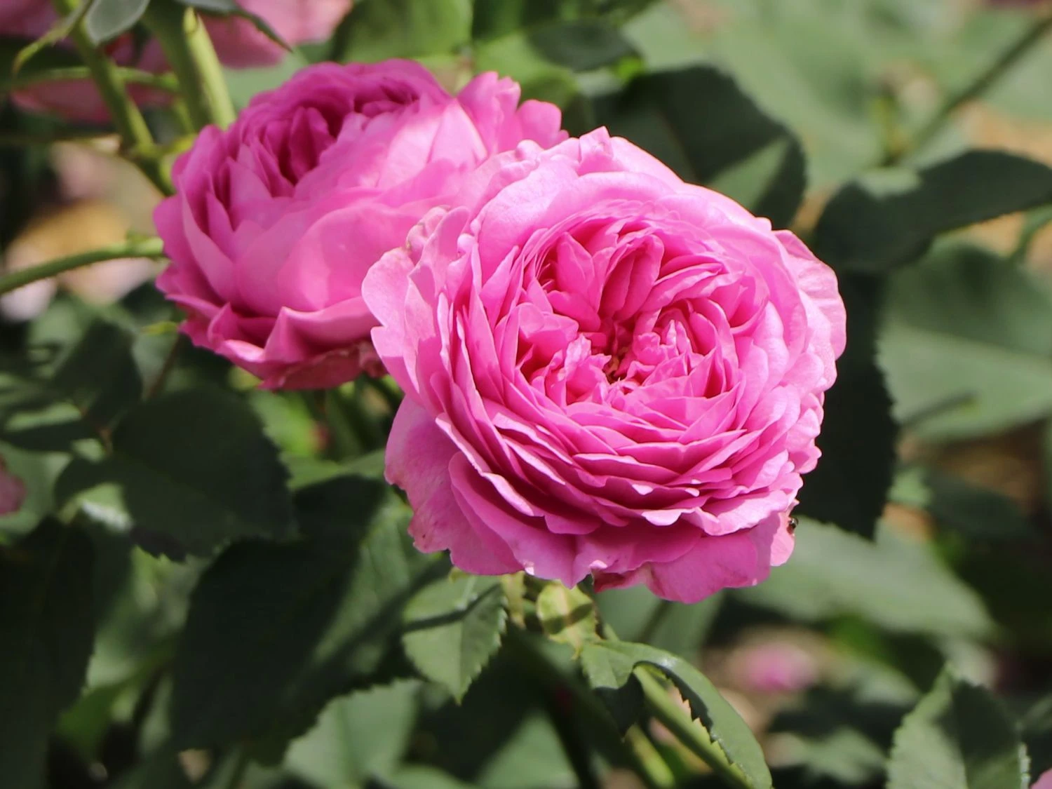 Historische Rose 'Louise Odier' 5 Historische Rose 'Louise Odier' – Bild 5