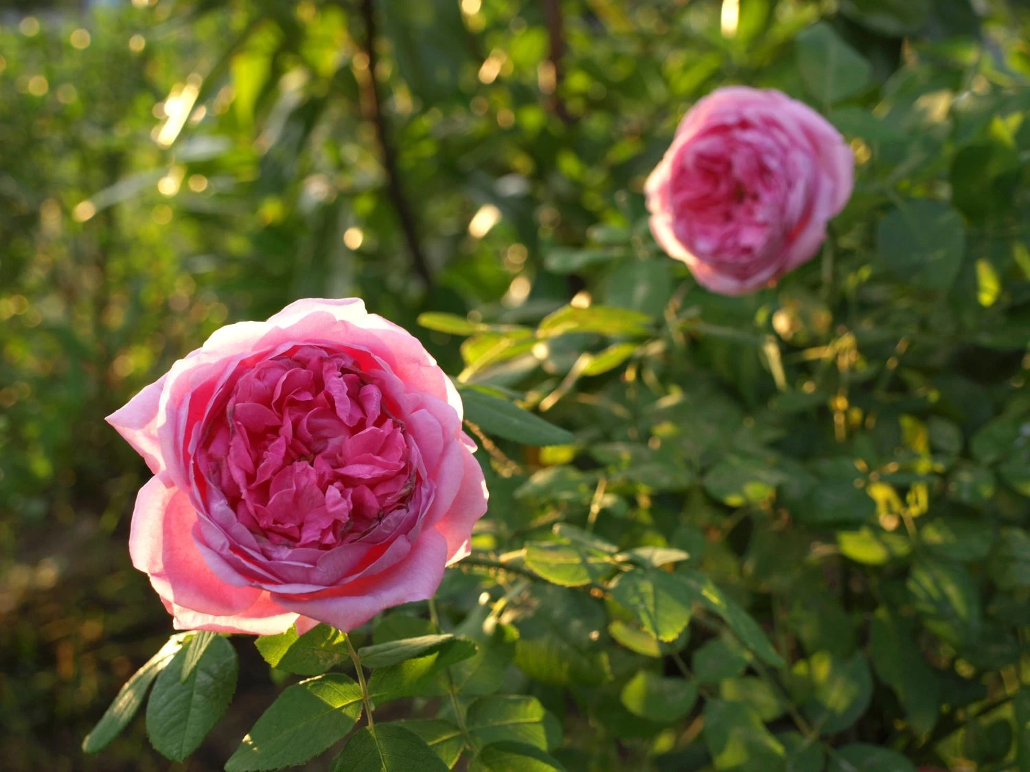 Historische Rose 'Mme Boll' 8 Historische Rose 'Mme Boll' – Bild 8