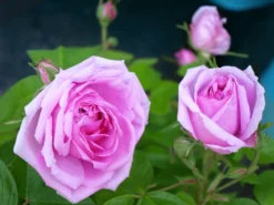 Historische Rose 'Mme Boll' 20 Historische Rose 'Mme Boll' -Deutschland Garten Funk Verkaufs-Shop historische rose mme boll m004700 1341765 1