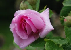 Historische Rose 'Mme Boll' 26 Historische Rose 'Mme Boll' -Deutschland Garten Funk Verkaufs-Shop historische rose mme boll m004700 490429 1