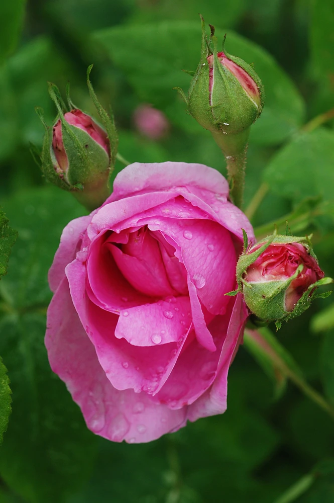 Historische Rose 'Mme Boll' 12 Historische Rose 'Mme Boll' – Bild 12