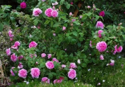 Historische Rose 'Mme Boll' 24 Historische Rose 'Mme Boll' -Deutschland Garten Funk Verkaufs-Shop historische rose mme boll m004700 490429 3