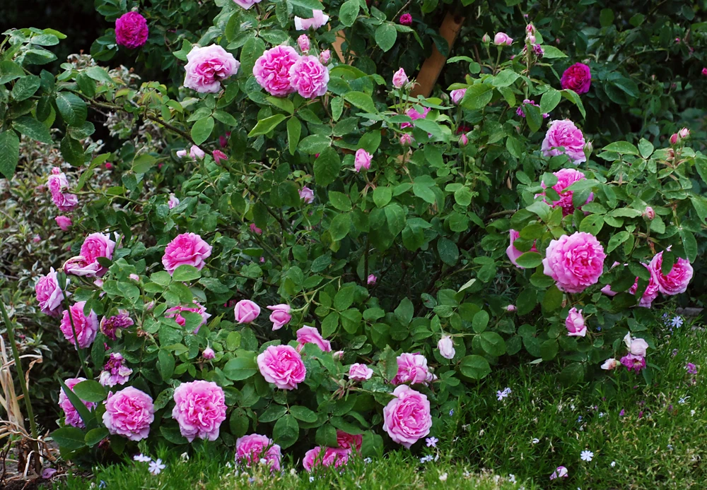 Historische Rose 'Mme Boll' 11 Historische Rose 'Mme Boll' – Bild 11